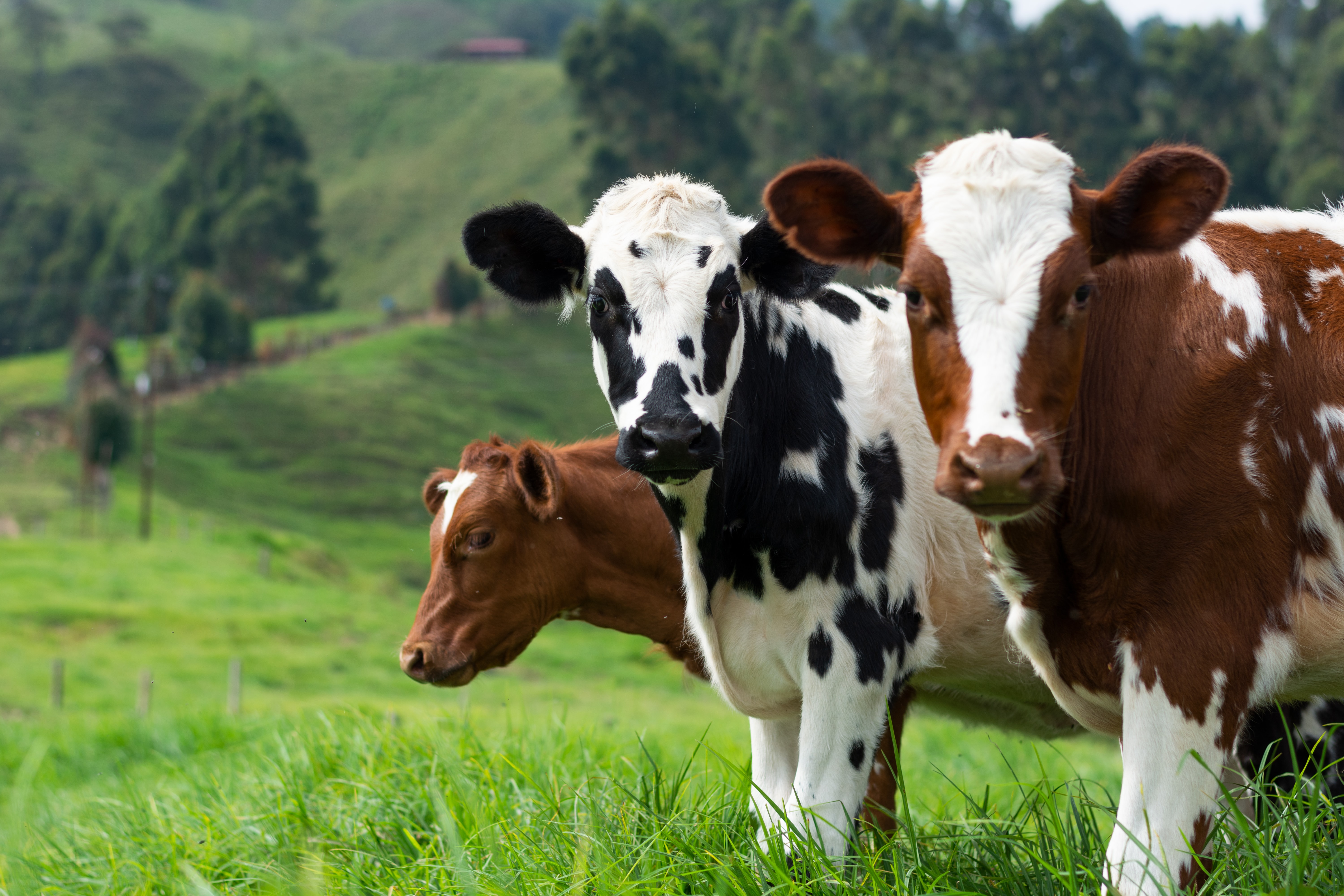 Cattle gazing into the fourth wall